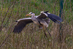 Ardea cinerea