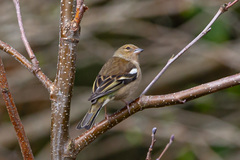 Fringilla coelebs