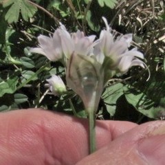 Allium drummondii