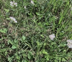 Allium drummondii