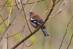 Fringilla coelebs