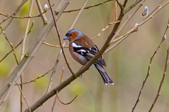 Fringilla coelebs