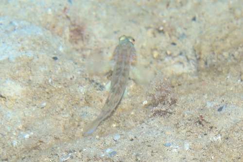 Lesueur's goby (Lesueurigobius suerii) — Gobiidae