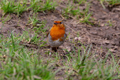 Erithacus rubecula