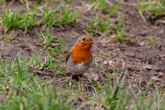 Erithacus rubecula