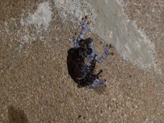 Theloderma vietnamense