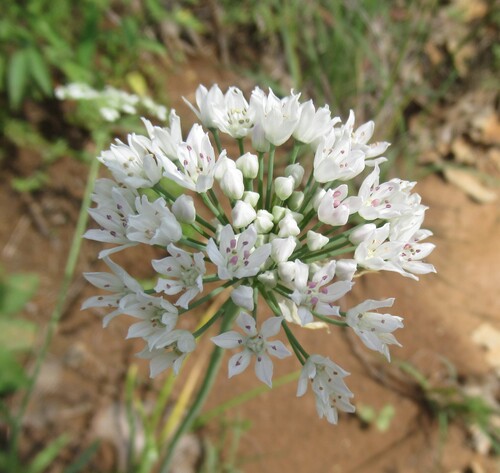 Allium fraseri, photograph 5