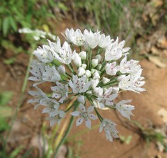 Allium fraseri, photograph (c) Linda Jo Conn, some rights reserved (CC BY)