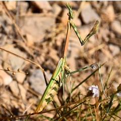 Empusa