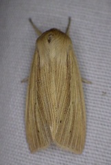 Mythimna oxygala