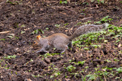 Sciurus carolinensis