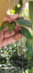 Vismia guianensis