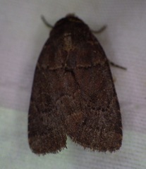 Orthodes cynica