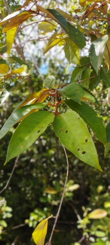 Vismia guianensis, photograph 2