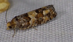 Eucopina