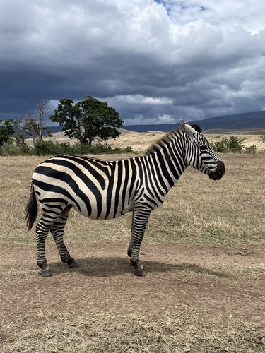 Grant’s Zebra