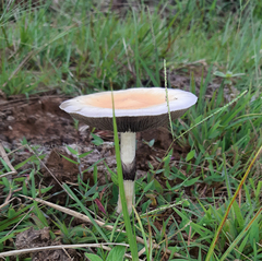 Psilocybe cubensis