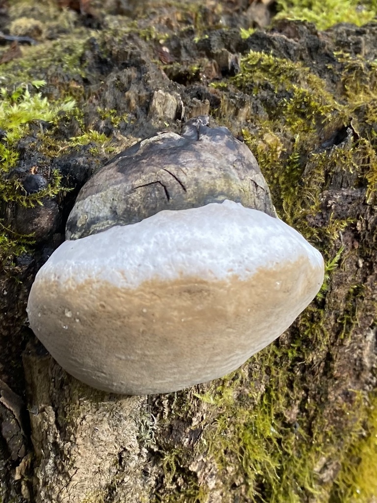 Phellinus igniarius · April 2026 · photo: © ilya_rudenko (iNaturalist, cc-by)