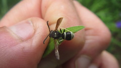 Ancistrocerus waldenii