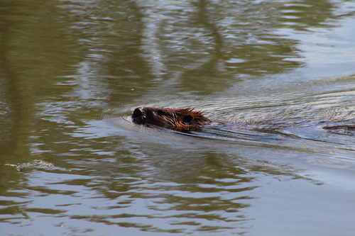 American Beaver photographed in New York