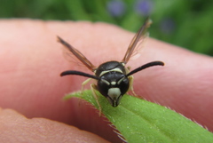 Ancistrocerus waldenii
