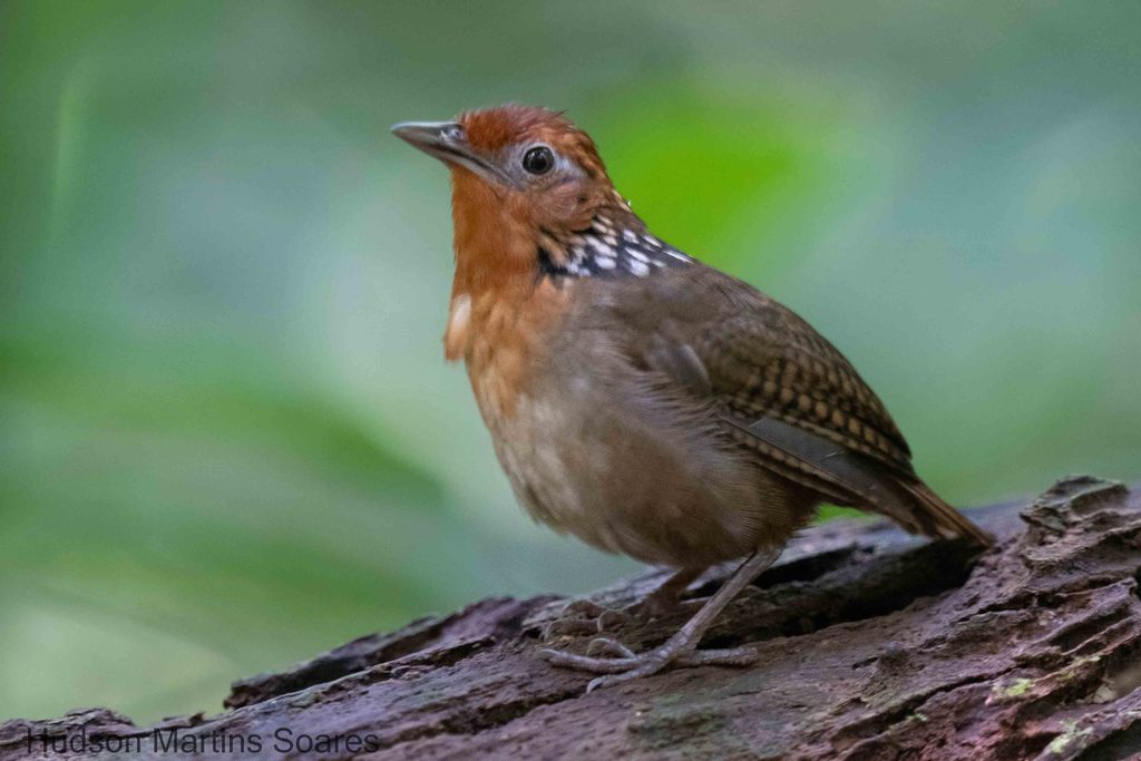 Musician Wren (Cyphorhinus arada) photo