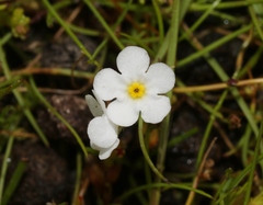 Plagiobothrys tenellus