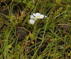 Plagiobothrys tenellus