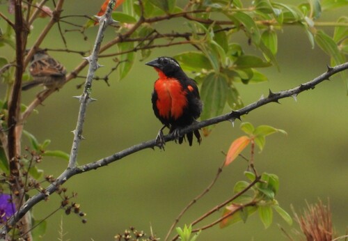 White-browed Meadowlark (Leistes superciliaris), photo 10