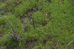 Plagiobothrys tenellus