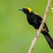 Epaulet Oriole - Photo (c) Hudson Martins Soares, some rights reserved (CC BY-NC), uploaded by Hudson Martins Soares