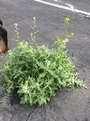 Matthiola parviflora