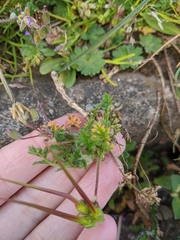 Erodium cicutarium