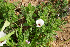Calochortus catalinae