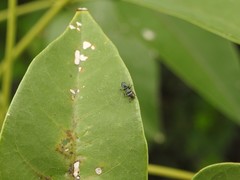 Cephalotes jheringi
