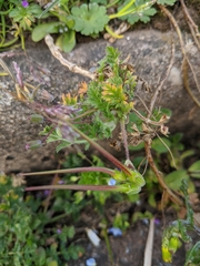 Erodium cicutarium