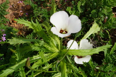 Calochortus catalinae