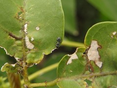 Cephalotes jheringi