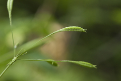 Osmorhiza aristata