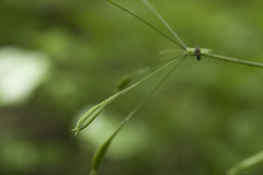 Osmorhiza aristata