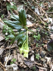 Cardamine enneaphyllos