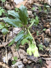 Cardamine enneaphyllos