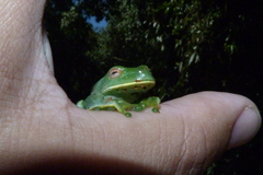 Aplastodiscus leucopygius