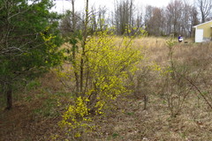 Forsythia viridissima