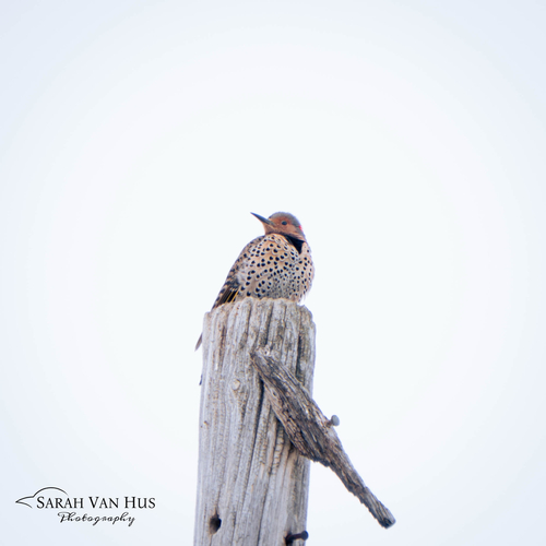 Northern Yellow-shafted Flicker