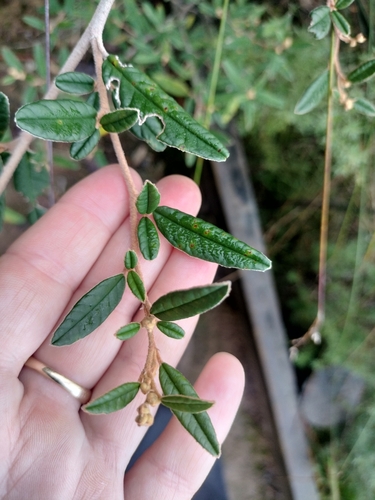 Pomaderris rugosa, 2026-04-27