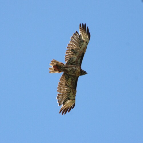 iNaturalist observation photo of Red-tailed Hawk
