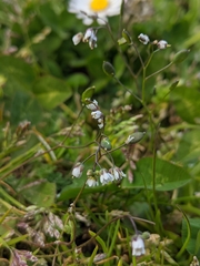 Draba verna