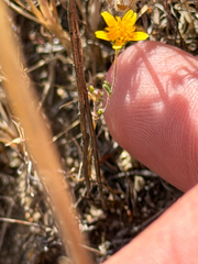 Lasthenia gracilis, photograph (c) klicklo, some rights reserved (CC BY)