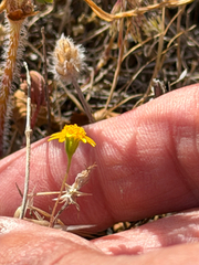 (c) klicklo, some rights reserved (CC BY) Lasthenia gracilis, photograph (c) klicklo, some rights reserved (CC BY)